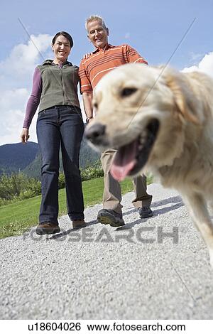 Couple walking with golden retriever on road View Large Photo Image Stock Photograph - Couple walking with golden retriever on road. Fotosearch