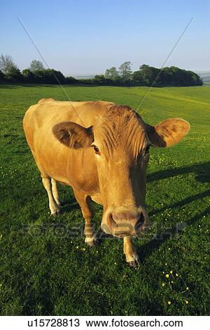 Stock Image - Cow in field. Fotosearch