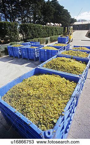 Stock Image - Crushing grapes in winery. Fotosearch