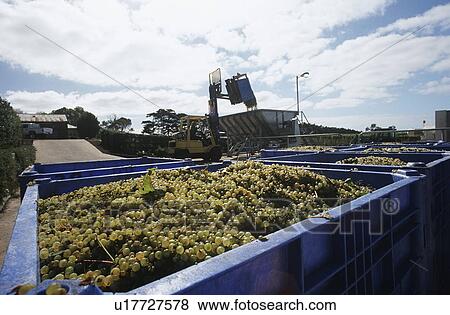 Stock Photo - Crushing grapes in winery. Fotosearch