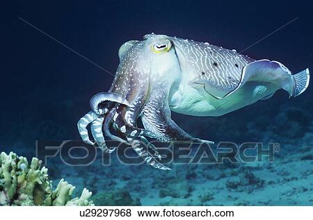 Cuttlefish swimming in ocean View Large Photo Image Stock Photo - Cuttlefish swimming in ocean. Fotosearch