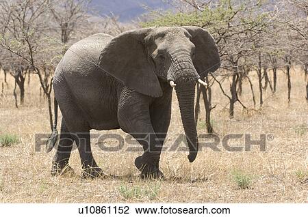 Stock Image - Elephant (Loxodonta africana) in savannah. Fotosearch