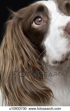 English Springer Spaniel close-up View Large Photo Image Stock Image - English Springer Spaniel close-up. Fotosearch