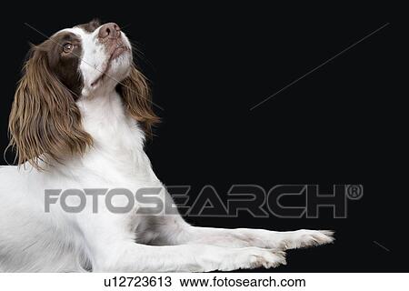 Stock Image - English Springer Spaniel close-up. Fotosearch