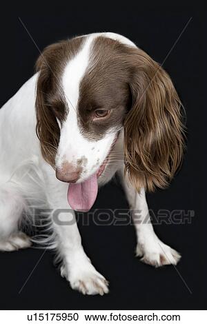 English Springer Spaniel close-up View Large Photo Image Stock Image - English Springer Spaniel close-up. Fotosearch
