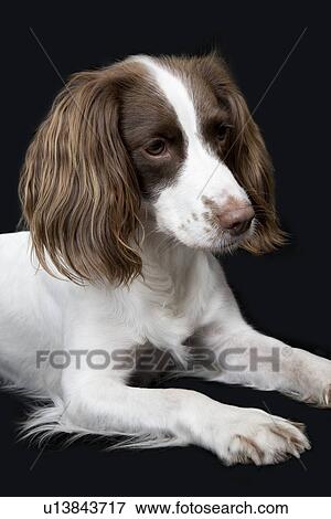 Stock Photo - English Springer Spaniel close-up. Fotosearch