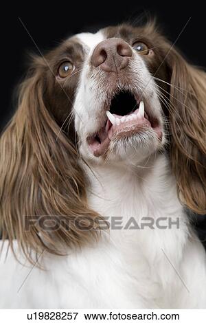 English Springer Spaniel close-up View Large Photo Image Stock Photo - English Springer Spaniel close-up. Fotosearch