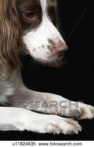 Stock Photography - English Springer Spaniel close-up. Fotosearch