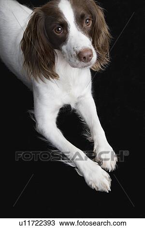 English Springer Spaniel elevated view View Large Photo Image Stock Image - English Springer Spaniel elevated view. Fotosearch