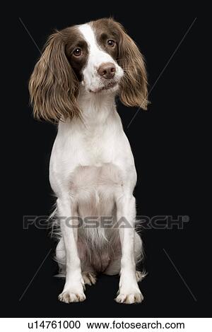 English Springer Spaniel View Large Photo Image Stock Image - English Springer Spaniel. Fotosearch