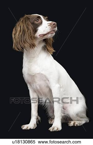 English Springer Spaniel View Large Photo Image Stock Photography - English Springer Spaniel. Fotosearch