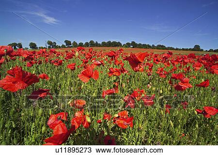 Field of poppies View Large Photo Image Stock Image - Field of poppies. Fotosearch