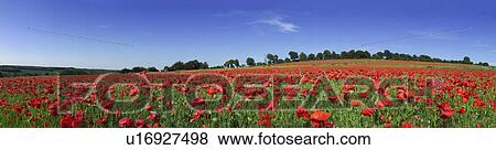 Field of poppies View Large Photo Image Stock Photo - Field of poppies. Fotosearch