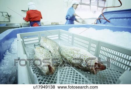 Stock Photo - Fish in basket over ice people working in background. Fotosearch