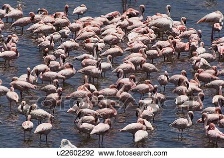 Flock of flamingos (genus: Phoenicopterus) in water elevated view View Large Photo Image Stock Image - Flock of flamingos (genus: Phoenicopterus) in water elevated view. Fotosearch