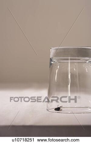 Fly under glass on table View Large Photo Image Stock Image - Fly under glass on table. Fotosearch