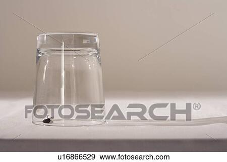Fly under glass on table View Large Photo Image Stock Photo - Fly under glass on table. Fotosearch