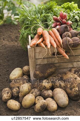 Fresh vegetables in crate View Large Photo Image Stock Photo - Fresh vegetables in crate. Fotosearch