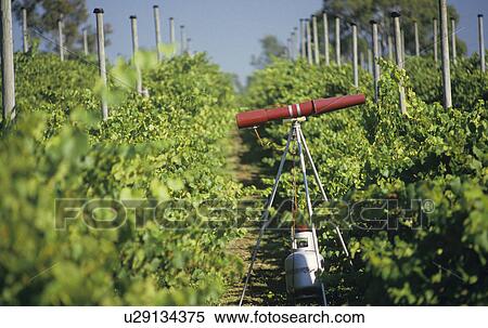 Stock Photography - Gas gun in vineyard for deterring birds. Fotosearch