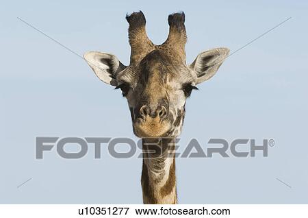 Giraffe (Giraffa camelopardalis) close-up of head View Large Photo Image Stock Photo - Giraffe (Giraffa camelopardalis) close-up of head. Fotosearch