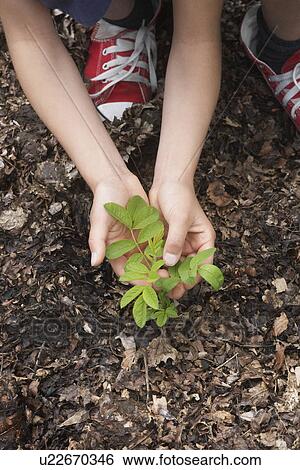 Stock Photograph - Girl (7-9) planting black locust tree seedling close-up of hands and feet. Fotosearch