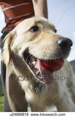 golden retriever (close-up) holding ball in mouth with man (mid section) outdoors View Large Photo Image Stock Photo - golden retriever (close-up) holding ball in mouth with man (mid section) outdoors. Fotosearch