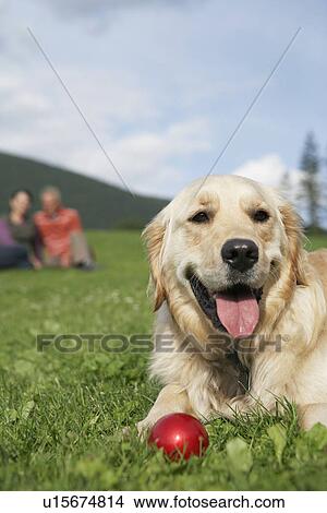 Picture - golden retriever reclining in meadow man and woman in background. Fotosearch