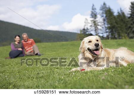 golden retriever reclining in meadow man and woman in background View Large Photo Image Stock Image - golden retriever reclining in meadow man and woman in background. Fotosearch