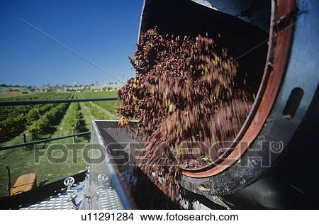Grapes being unloaded at vineyard View Large Photo Image Picture - Grapes being unloaded at vineyard. Fotosearch