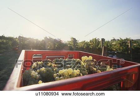 Grapes in basket at vineyard View Large Photo Image Picture - Grapes in basket at vineyard. Fotosearch