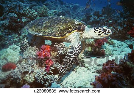 Stock Photography - Green Turtle on coral reef. Fotosearch
