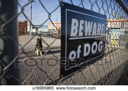 Guard dog behind 'Beware of dog' sign on fence View Large Photo Image Stock Photography - Guard dog behind 'Beware of dog' sign on fence. Fotosearch