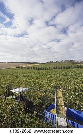 Stock Image - Harvesting wine grapes Mornington Peninsula Victoria Australia. Fotosearch