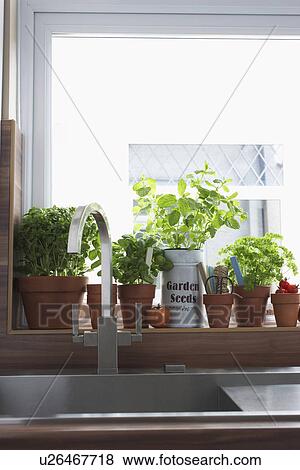 Stock Photo - Herbs growing in flowerpots at kitchen sink. Fotosearch