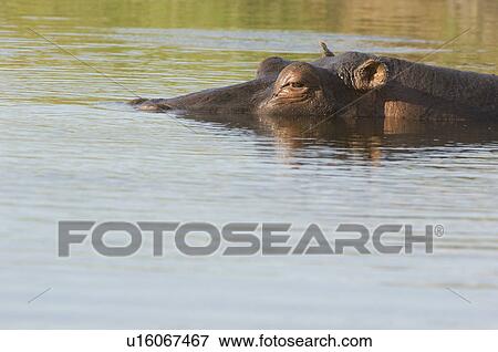 Hippopotamus (Hippopotamus amphibius) partly submerged in water View Large Photo Image Stock Photo - Hippopotamus (Hippopotamus amphibius) partly submerged in water. Fotosearch