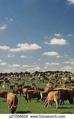 Jersey dairy cows in green pasture View Large Photo Image Stock Photo - Jersey dairy cows in green pasture. Fotosearch