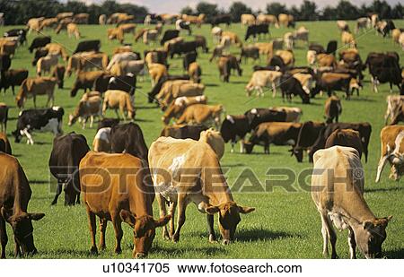 Stock Photography - Jersey dairy cows in green pasture. Fotosearch