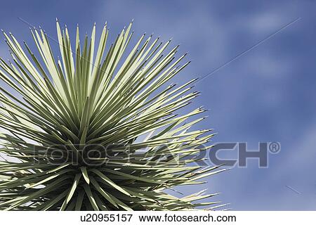 Stock Photo - Joshua tree close-up. Fotosearch