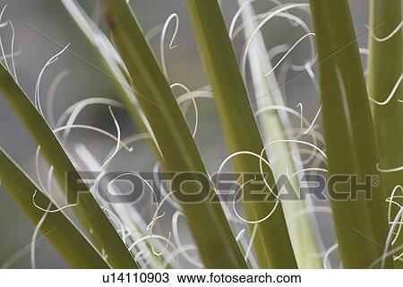 Joshua tree fronds close-up View Large Photo Image Stock Image - Joshua tree fronds close-up. Fotosearch