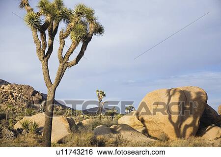 Stock Photograph - Joshua trees and rocks in desert. Fotosearch