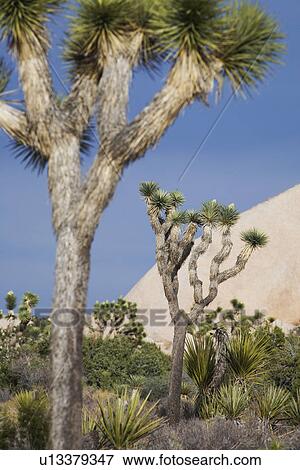 Joshua trees in desert View Large Photo Image Stock Photo - Joshua trees in desert. Fotosearch