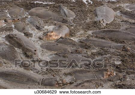 Large herd of hippopotami (Hippopotamus amphibius) wallowing in mud View Large Photo Image Stock Photo - Large herd of hippopotami (Hippopotamus amphibius) wallowing in mud. Fotosearch