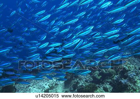 Large school of tropical fish in ocean View Large Photo Image Stock Photography - Large school of tropical fish in ocean. Fotosearch