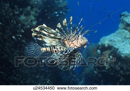 Lionfish swimming in ocean View Large Photo Image Stock Image - Lionfish swimming in ocean. Fotosearch