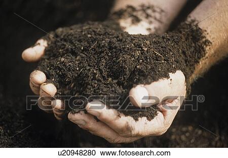 Male hands holding ecologically controlled re-constituted soil in cotton plantation View Large Photo Image Stock Image - Male hands holding ecologically controlled re-constituted soil in cotton plantation. Fotosearch