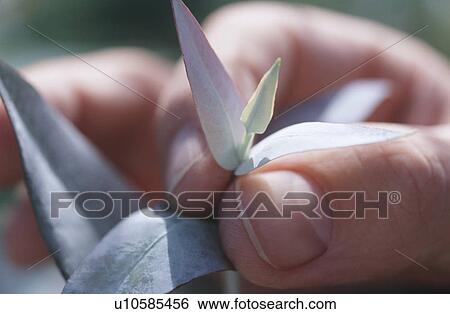 Stock Photograph - Male hands inspecting new growth on Eucalyptus Bluegum tree destined for woodchipping. Fotosearch