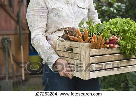 Picture - Man carrying crate of vegetables mid section. Fotosearch