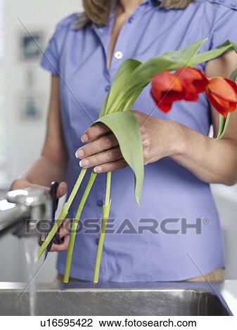 Mid-adult woman rinsing and cutting flowers in kitchen sink mid section View Large Photo Image Stock Image - Mid-adult woman rinsing and cutting flowers in kitchen sink mid section. Fotosearch