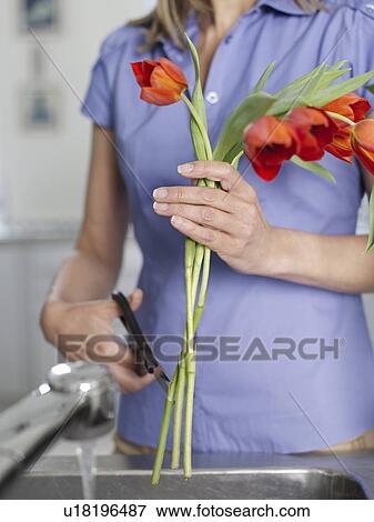 Stock Photo - Mid-adult woman rinsing and cutting flowers in kitchen sink mid section. Fotosearch