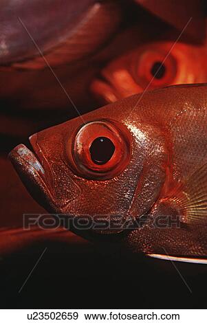 Stock Photo - Mozambique Indian Ocean crescent-tail bigeyes (Priacanthus hamrur) close-up. Fotosearch